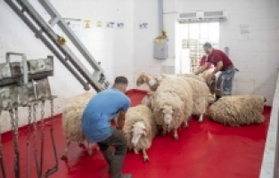 Mersin'de şehitler için kurban kesildi