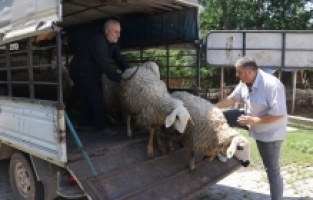 Osmaniye'de depremzede besici devlet eliyle yaralarını sarıyor