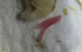 Plastik kesme tahtaları gıdalardaki mikroplastik yükünü artırıyor