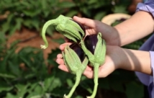 Tarımı toprakla iç içe öğrenen liselilerin el emeği buğdayları hasat edildi