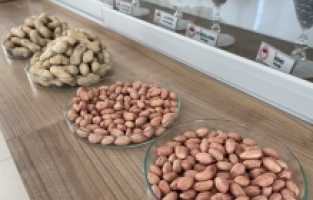 Adana'da susuzluğa ve hastalığa dayanıklı yeni yer fıstığı çeşidi geliştirildi