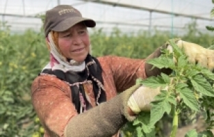 Antalya'da tarım işçileri, sıcaklığı 45 dereceyi aşan seralarda ter döküyor