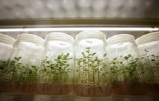 Antalya'da laboratuvar ortamında verimi yüksek yerli fidanlar üretiliyor