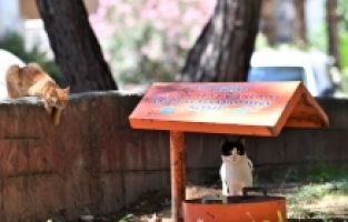 Antalya'da sokak hayvanları için “bir kap su ve mama“ çağrısı