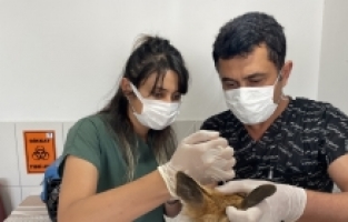 Antalya'da sulama havuzuna düşen tilki kurtarıldı