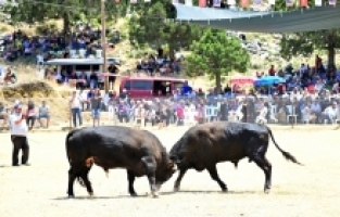 Antalya'daki Karagöl Yayla Şenlikleri'nde boğa güreşleri düzenlendi