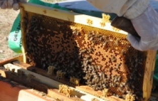Depremde arılarını kaybeden üreticilere arılı kovan desteği verildi