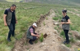 Erzurum'daki Konaklı Kayak Merkezi'nde fidanlar toprakla buluştu