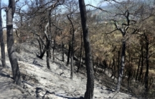 Hatay'da orman yangınından zarar gören alanlar görüntülendi