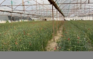 Isparta'da karanfil hasadına başlandı