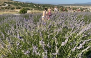 Isparta'daki lavanta bahçelerini festivalin ilk 3 günü yaklaşık 100 bin kişi ziyaret etti