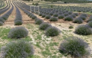 Isparta'nın Kuyucak köyündeki lavanta festivali 14-18 Temmuz'da gerçekleştirilecek