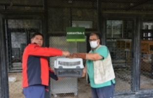 Mersin'de bitkin haldeki kerkenez kuşu tedaviye alındı