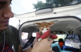 Orman yangınlarında zarar gören hayvanların yaralarını sarıyorlar