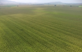 Osmaniye'de ekim alanı artan mısırda rekolte beklentisi 500 bin tonu aştı