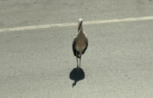 Sıcaktan etkilenen leylek, ağaç gölgesine sığındı