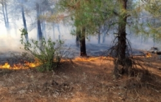 Türkoğlu'nda ormanlık alanda çıkan yangın söndürüldü