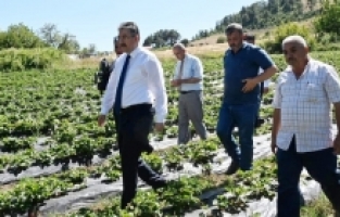 Vali Yılmaz, Bahçe'de çilek hasadı yaptı