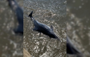 Adana'da ölü yunus sahile vurdu