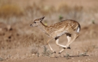 Alageyiklerin nesli “gen merkezi“ndeki çalışmalarla korundu