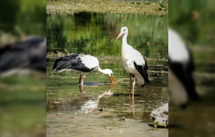 Antalya'da 3 leylek yavrusu bakımı yapılarak doğal ortama bırakıldı