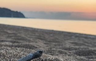 Antalya'da caretta caretta yavruları denizle buluştu