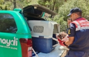 Antalya'da jandarmanın bulduğu yaralı köpek tedavi edildi