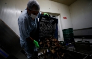 Antalyalı girişimci balıkçılardan aldığı kerevitleri 15 ülkeye ihraç ediyor