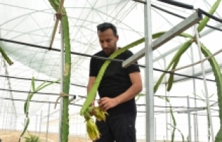 Antalya'nın batı ilçelerinde tropik meyve üretmek için Kumluca'da merkez kuruldu