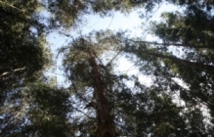 Bataklığı kurutmak için dikilen okaliptusların bulunduğu bölge endüstriyel ormana dönüştü