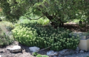 Cenevre'nin binlerce bitki türüne ev sahipliği yapan iki asırlık Botanik Bahçesi