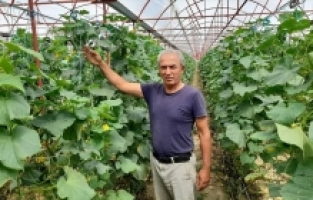 Elmalı'da örtü altı üretim 18 bin dekara ulaştı