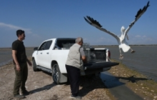 Hatay'da bitkin bulunan ak pelikan bakımının ardından doğaya bırakıldı