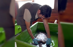 Hatay'da bitkin bulunan caretta caretta tedaviye alındı
