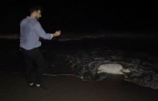 Hatay'da ölü caretta caretta sahile vurdu