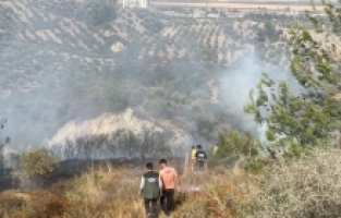 Hatay'da zeytinlik ve ormanlık alanda çıkan orman yangınına müdahale ediliyor