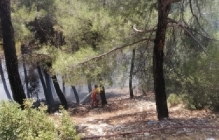 Kahramanmaraş'ta çıkan orman yangını kontrol altına alındı