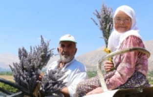 Kaş'ta atıl arazilerin değerlendirilmesi için ekilen lavantanın hasadına başlandı