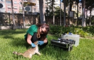 Kepez Belediyesi ekiplerince sokak hayvanlarının sağlık kontrolleri yapılıyor