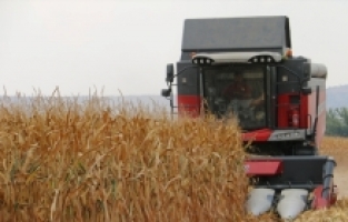 Kozan'da mısır hasadı başladı