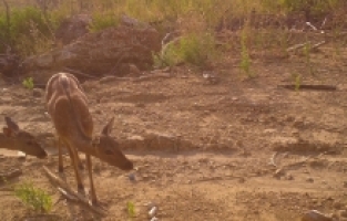 Manavgat yangınından kurtulan alageyik ile yavrusu fotokapanla görüntülendi