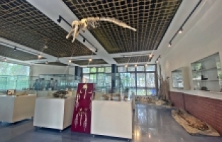 Mersin'de gömülen deniz canlılarının iskeletleri müzede sergilenecek