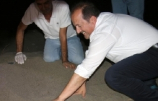 Mersin'de kaplumbağa yavruları denizle buluştu