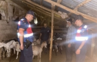 Mersin'de ormanda kaybolan 46 küçükbaşı jandarma buldu