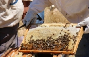 Mersin'de yaylaya kurulan kovanlarda bal hasadı başladı