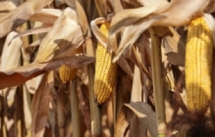 Osmaniye'de ekim alanı genişleyen mısırda sıcak hava verimi düşürdü