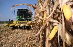 Osmaniye mısır üretiminde 6. sırada