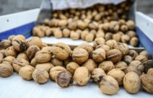 AB tescilli “Çağlayancerit cevizi“nde rekolte genç fidanların yetişmesiyle artıyor