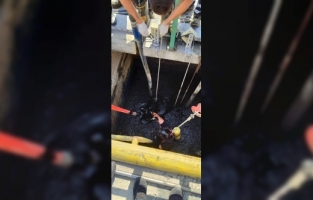 Adana'da kimyasal atık havuzuna düşen iki işçiden biri hayatını kaybetti