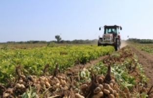 Adana'da yer fıstığı hasadı sürüyor